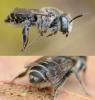 Megachile pilidens